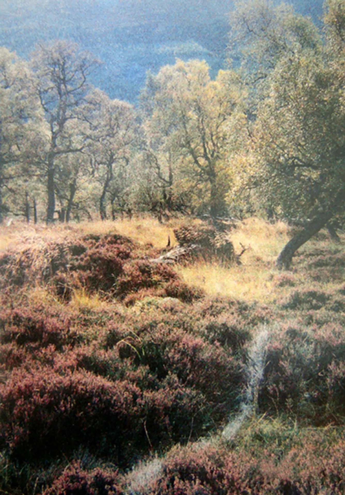 Pale lines of flour marking out a football pitch on open heathland in Braemar, Scotland, with trees in autumn colours beyond.