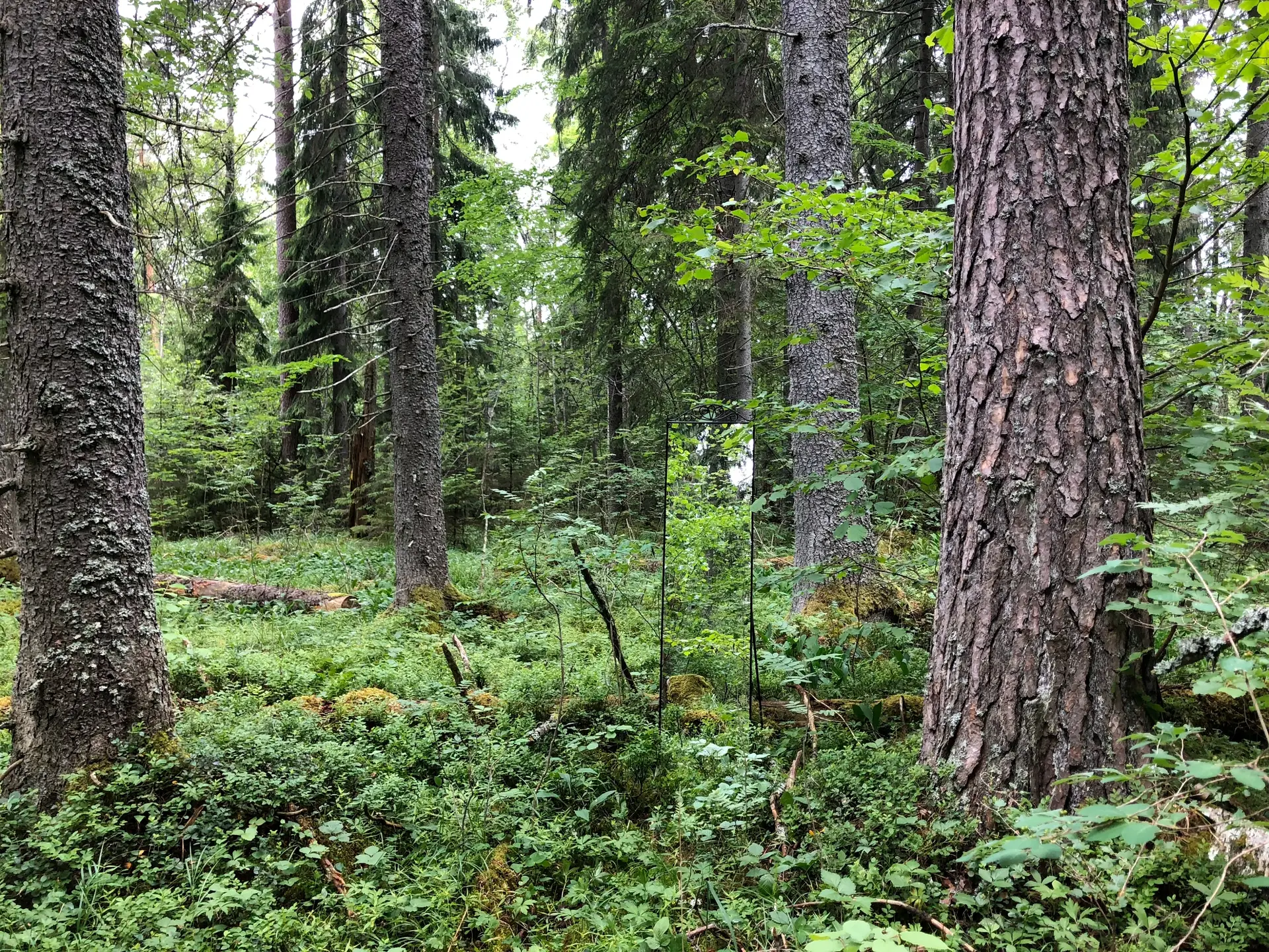 Full-length standing mirror placed among dense vegetation and trees in a nature reserve
